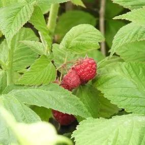Malling Promise Raspberry (Rubus ideaus Malling Promise) 3